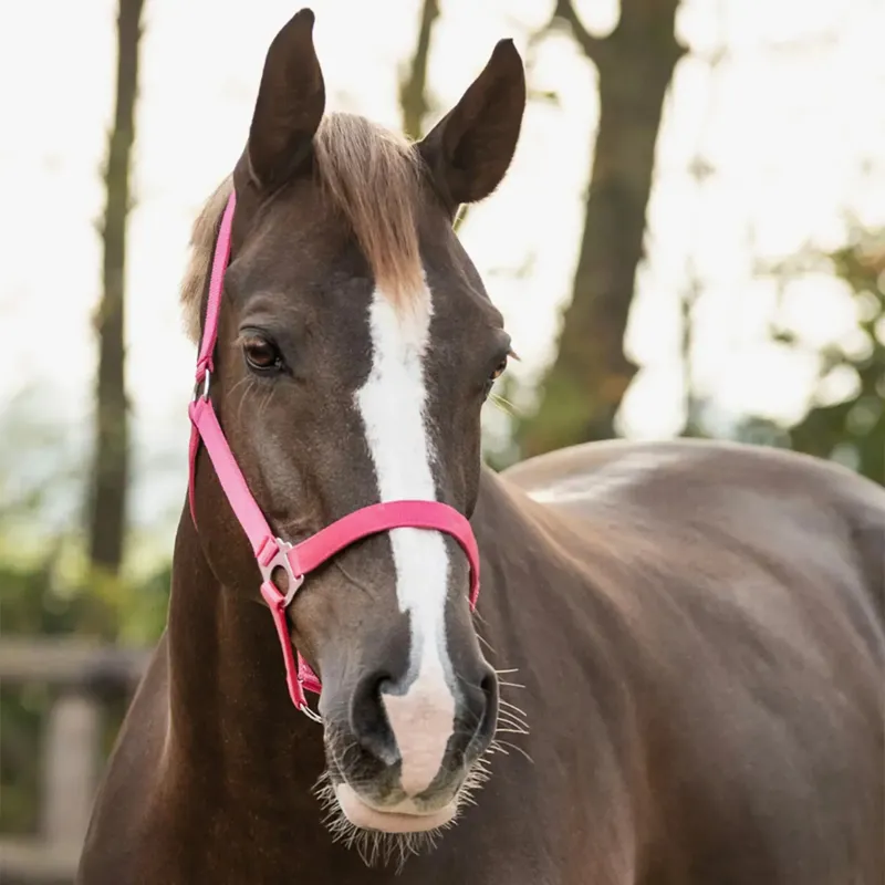 QHP Q Essentials Slide Headcollar - Fuchsia-1