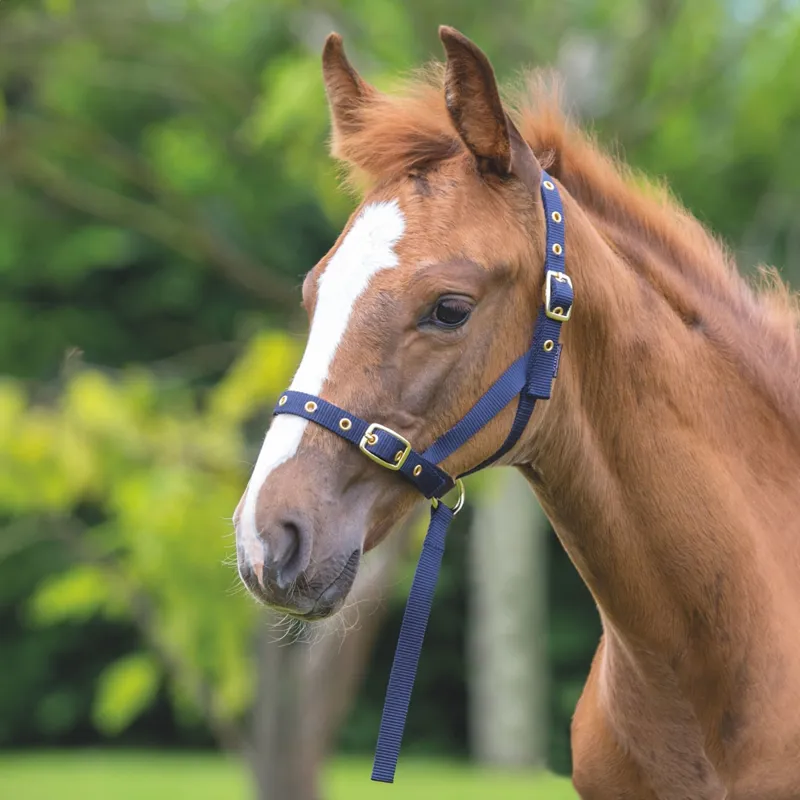 ARMA Foal Slip - Navy