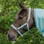 Bucas Dublin Headcollar - Turquoise