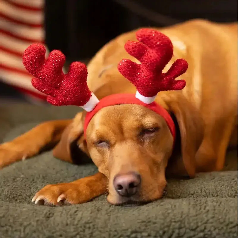 House of Paws Sparkle Antlers for Dogs