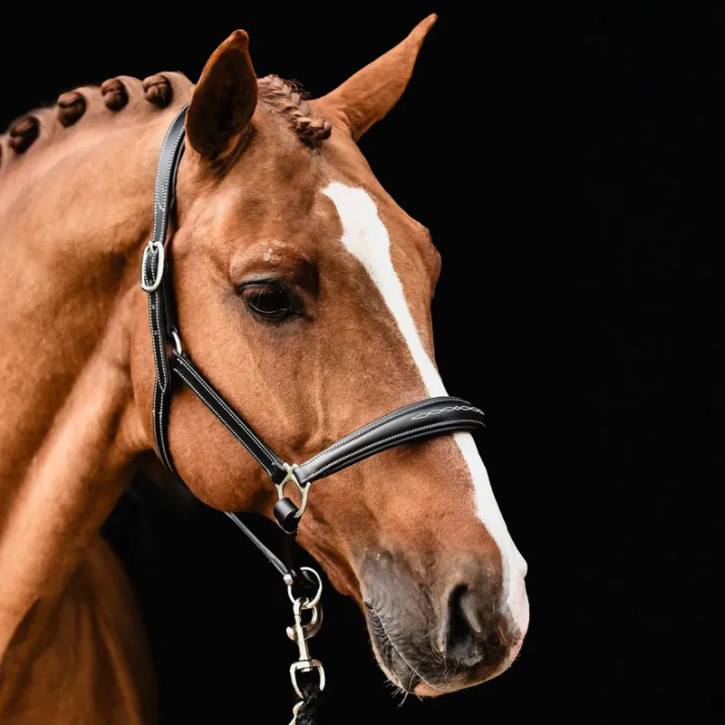 Schockemohle Frisco Leather Headcollar - Black-1