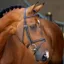 Velociti RAPIDA Padded Raised Flash Bridle with Reins - Black