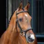 Velociti Lusso Ergonomic Flash Bridle - Black