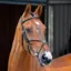Velociti Lusso Grackle Bridle - Black