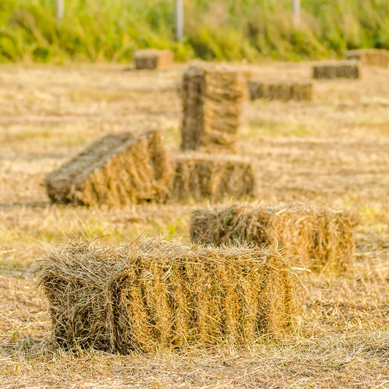 Small 2026 Harvest Hay Bale