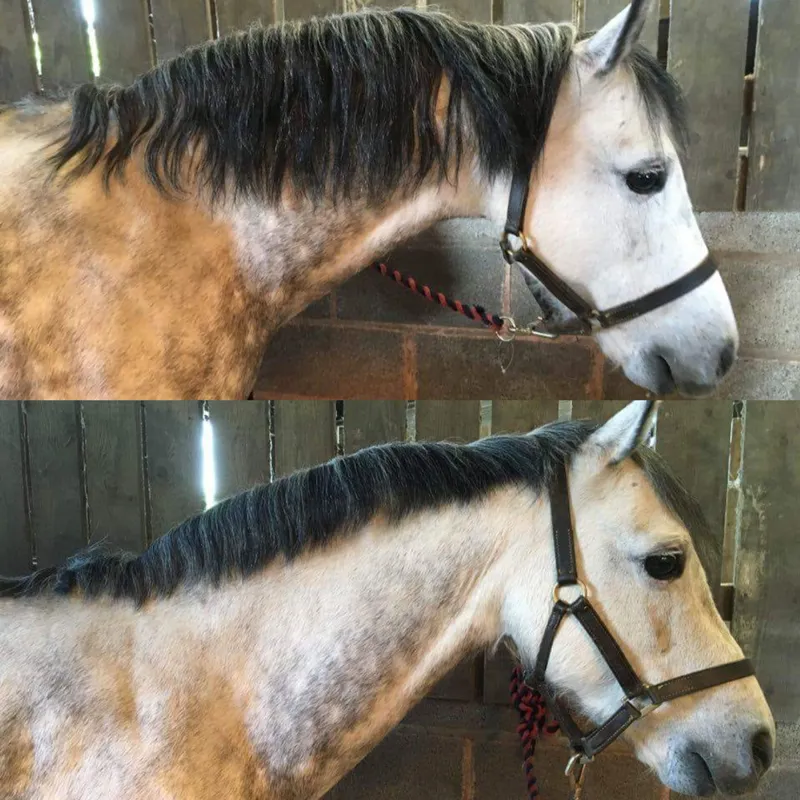 Smart Grooming Smart Manes Professional Mane Thinning Rake - Coarse-2