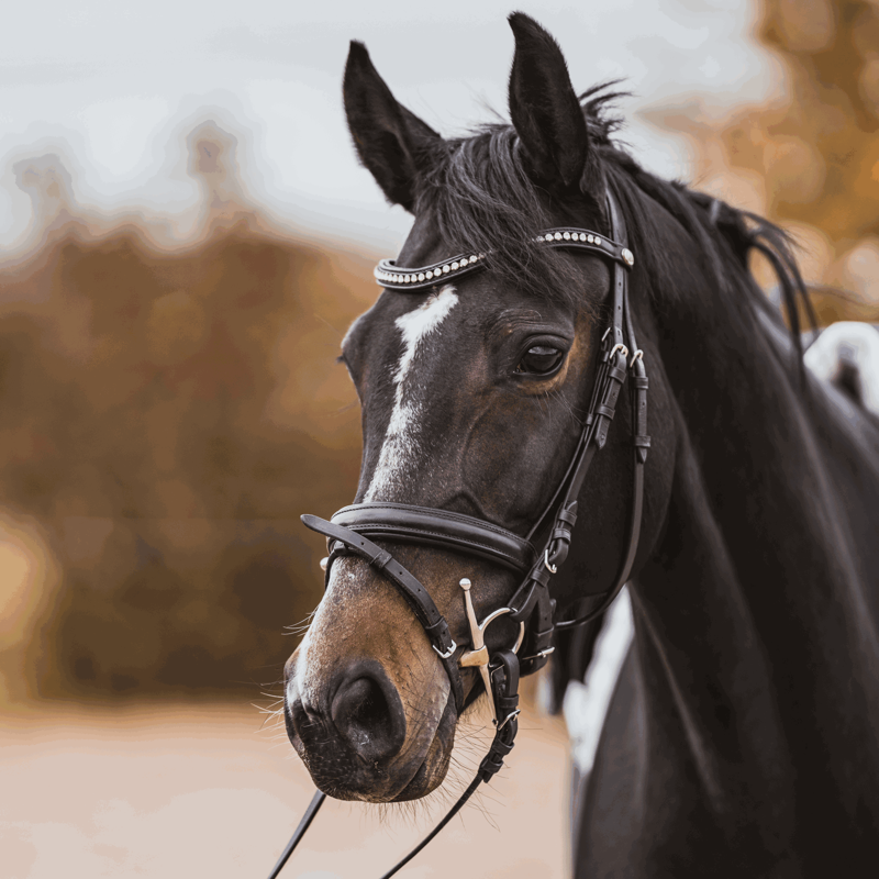 Sprenger Dynamic RS Double Jointed Full Cheek Sensogan Snaffle Bit - 16mm-2