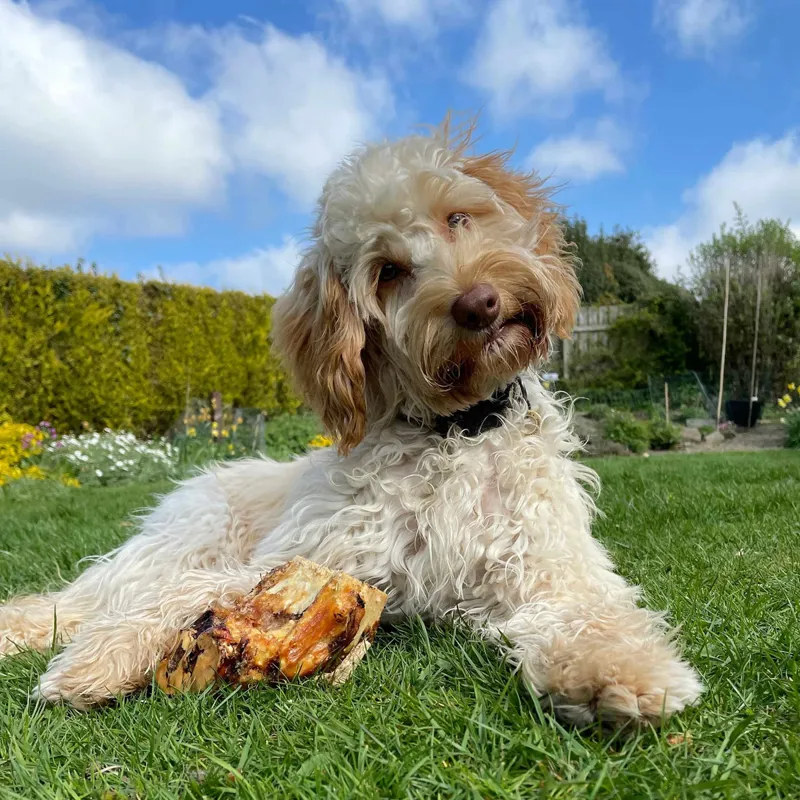 T. Forrest Roasted Knuckle Bone Treat for Dogs-2