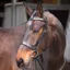 Velociti GARA Plain Bridle with Reins - Black
