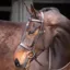 Velociti GARA Plain Bridle with Reins - Havana