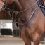 Velociti Lusso Elite Close Contact Breastplate - Havama