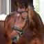 Velociti Lusso Elite Dressage Flash Bridle - Black