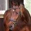 Velociti LUSSO Elite Dressage Flash Bridle - Havana