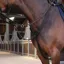 Velociti Lusso Elite Elastic Breastplate - Black