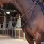 Velociti Lusso Elite Elastic Breastplate - Havana