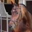 Velociti Lusso Elite Ergonomic Padded Flash Bridle - Havana