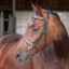 Velociti Lusso Elite Hunter Bridle - Brown