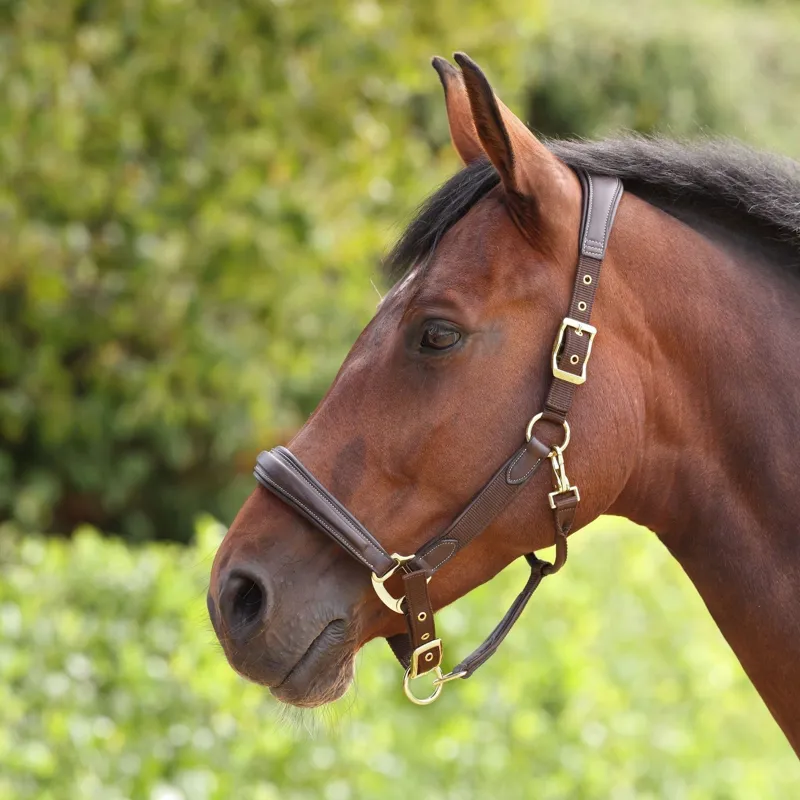 Velociti Lusso Padded Leather Headcollar - Havana-2