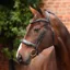 Velociti Lusso Opus 180M Dressage Cavesson Bridle - Black