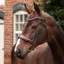 Velociti Lusso Opus 180M Dressage Cavesson Bridle - Havana