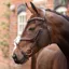 Velociti Lusso Opus 180M Grackle Bridle - Havana