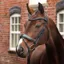 Velociti Lusso Opus 180M Dressage Flash Bridle - Black