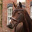 Velociti Lusso Opus 180M Dressage Flash Bridle - Havana