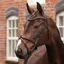 Velociti Lusso Opus 180M Padded Flash Bridle - Brown