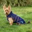 WeatherBeeta ComFiTec Premier Deluxe Waterproof Dog Coat - Navy