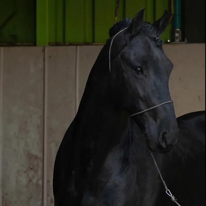 QHP Photography Rope Halter - Black-1