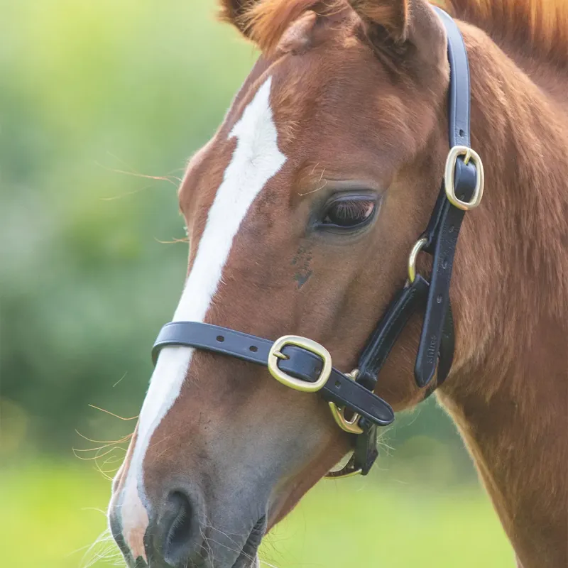 Velociti Gara Adjustable Leather Headcollar - Black-1