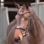 Velociti Lusso Elite Flash Bridle - Havana
